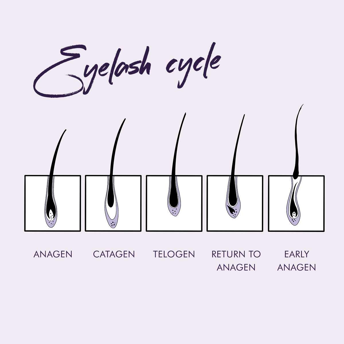eyelash growth cycle diagram